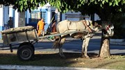 Concorda com a utilização de veículos de tração animal em Portugal?